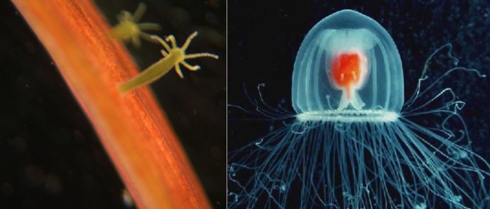 Is this the original inspiration for the Metroids? You be the judge.
