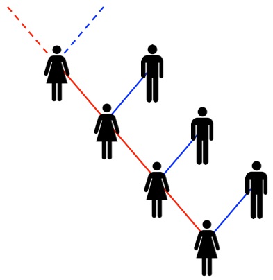 Mitochondria are passed only from mother to child, so if you follow your direct female line back, you're following your mitochondria's ancestors as well.